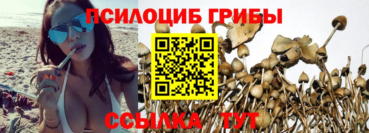 Красногорск  Галлюциногенные грибы Psilocybine cubensis  Псилоцибиновые грибы GOLDEN TEACHER  Вход с VPN 